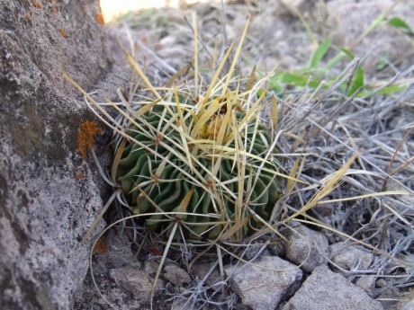 DSCF4759 Stenocactus sulphureus, La Vega, QRO, PT 211 