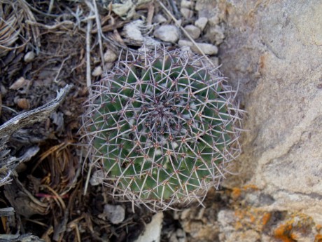 DSCF4766 Mammillaria hidalgensis, La Vega, QRO