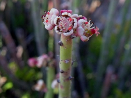 DSCF4827 Euphorbia antisyphilitica