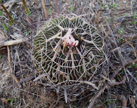 DSCF4902 Stenocactus pentacanthus, Carboneras, QRO, PT 213