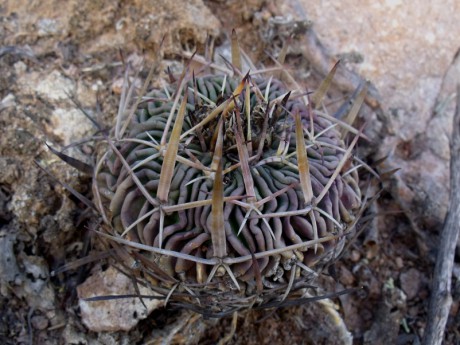 DSCF4914 Stenocactus pentacanthus, Carboneras, QRO, PT 213