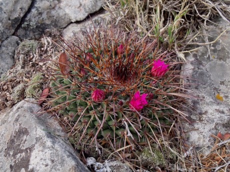 DSCF4945 Mammillaria spec., Sierra Zamorano