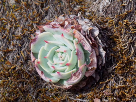 DSCF4953 Echeveria spec., Sierra Zamorano