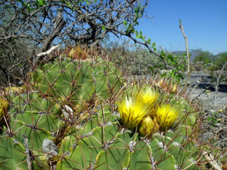 DSCF5027 Ferocactus echidne