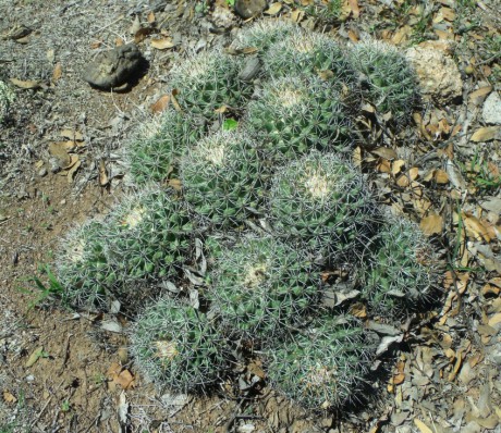 DSCF5041 Coryphantha georgii, severně Santa Catarina, GTO, PT 216