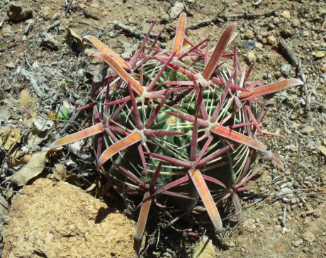 DSCF5052 Ferocactus latispinus, severně Santa Catarina, GTO, PT 217