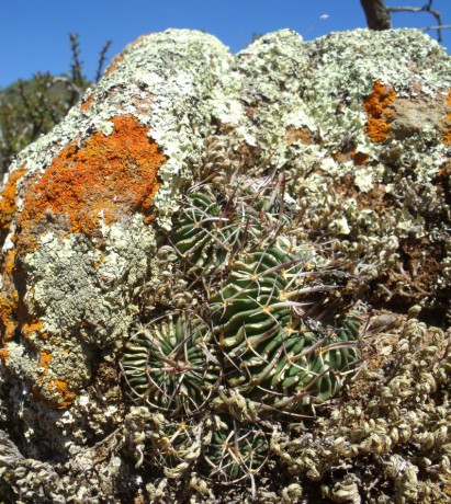 DSCF5055 Stenocactus pentacanthus, severně Santa Catarina, GTO, PT 218