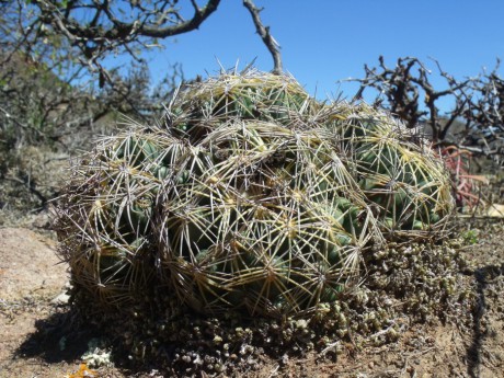 DSCF5062 Coryphantha cornifera, severně Santa Catarina, GTO