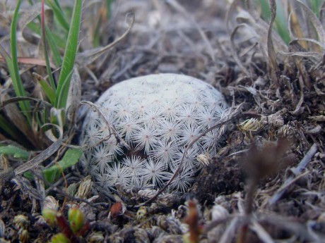 DSCF5122 Mammillaria albiflora, Mineral de Pozos, GTO