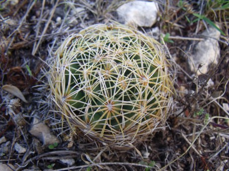 DSCF5145 Coryphantha cornifera, El Vergel - Cantarena, GTO, PT 32