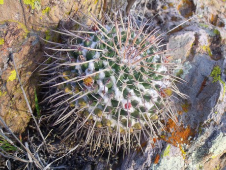 DSCF5151 Mammillaria orcutti, El Vergel, GTO, PT 31