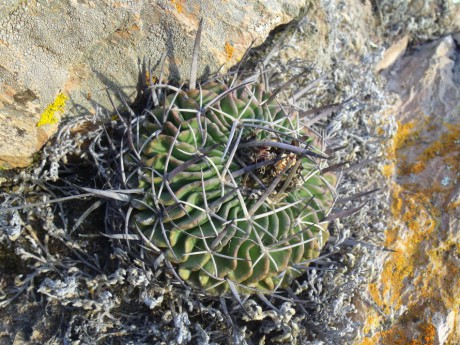 DSCF5152 Stenocactus crispatus, EL Vergel, GTO, PT 220