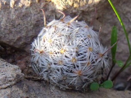 DSCF5154 Mammillaria duwei - vergelana n.n., EL Vergel, GTO