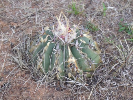 DSCF5199 Stenocactus coptonogonus po požáru