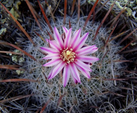 DSCF5286 Stenocactus spec. La Salitrera, SLP, PT 221