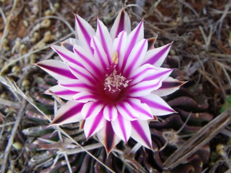 DSCF5315 Stenocactus pentacanthus, Caldera, GTO, PT 222