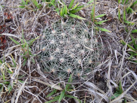 DSCF5326 Mammillaria zephyranthoides, Caldera, GTO, PT 223