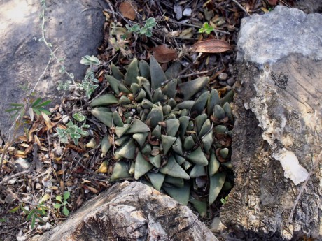 DSCF5408 Ariocarpus trigonus scapharostroides, Puerto del Río, SLP