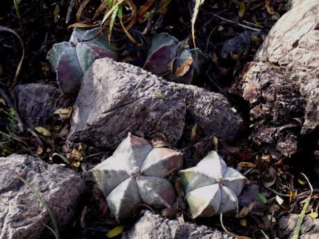 DSCF5421 Astrophytum myriostigma, Puerto del Río, SLP, PT 225