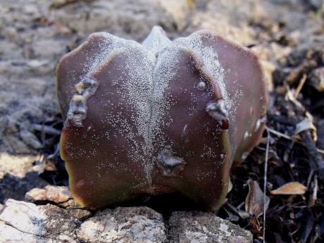 DSCF5426 Astrophytum myriostigma, Puerto del Río, SLP, PT 225