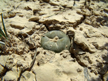 DSCF5468 Lophophora alberto-vojtechii, 24km Vanegas, SLP, PT 226 