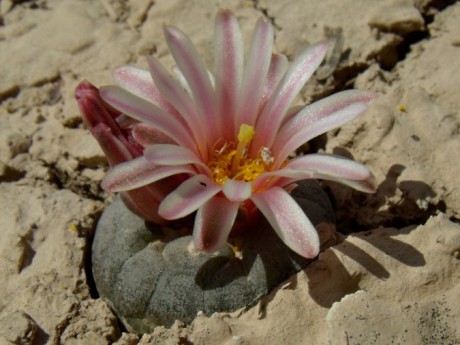 DSCF5479 Lophophora alberto-vojtechii, 24km Vanegas, SLP, PT 226 