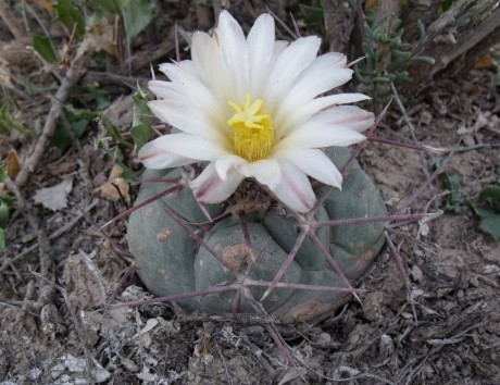 DSCF5522 Thelocactus hexaedrophorus, 36km Cedral, SLP, PT 229