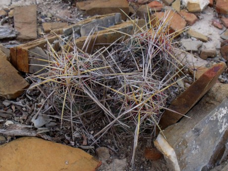 DSCF5569 Thelocactus bicolor, 36km Cedral, SLP, PT 230