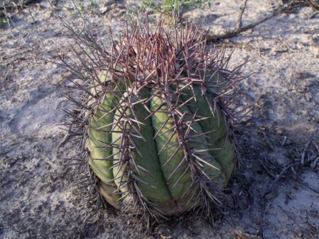 DSCF5595 Echinocactus horizonthalonius, Entr. Huizache, SLP