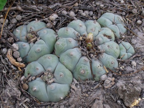 DSCF5611 Lophophora williamsii, Entr. Huizache, SLP