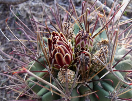 DSCF5629 Hamatocactus uncinatus, Entr. Huizache, SLP