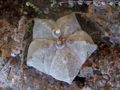 DSCF5709 A. myriostigma strongylogonum, Abrego - El Oro, PT 236 