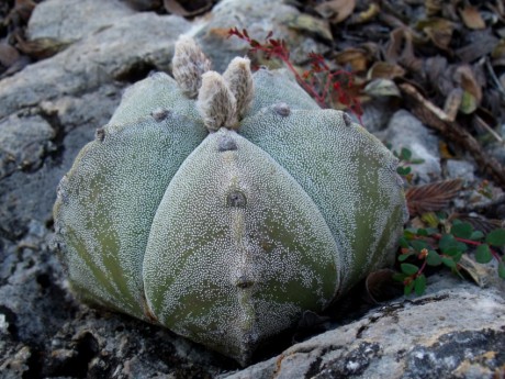 DSCF5747 Astrophytum myriostigma strongylogonum, Abrego - El Oro, SLP, PT 236