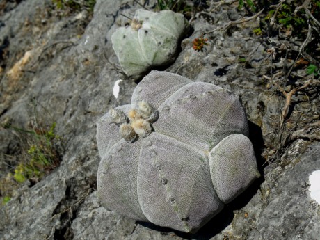 DSCF5767 Astrophytum myriostigma strongylogonum, Abrego - El Oro, SLP, PT 236