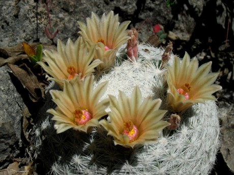 DSCF5813 PT 235 Mammillaria candida 