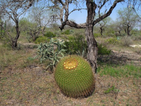 DSCF5836 Ferocactus histrix