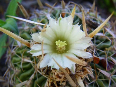 DSCF5904 Stenocactus spec. La Muralla, SLP, PT 238, HR 130