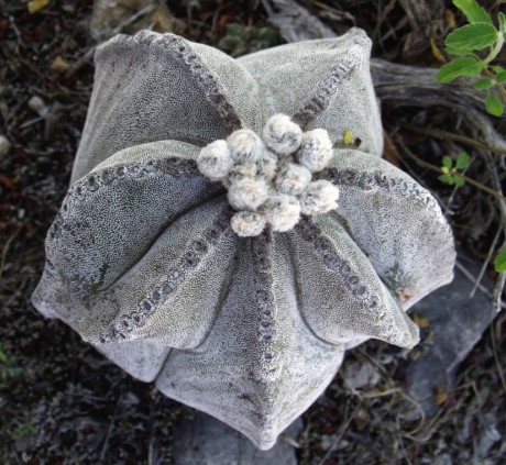 DSCF5943 Astrophytum myriostigma, El Sabinito, SLP, PT 39