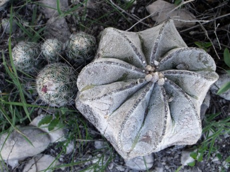 DSCF5990 Astrophytum myriostigma, Las Tablas, SLP, PT 522