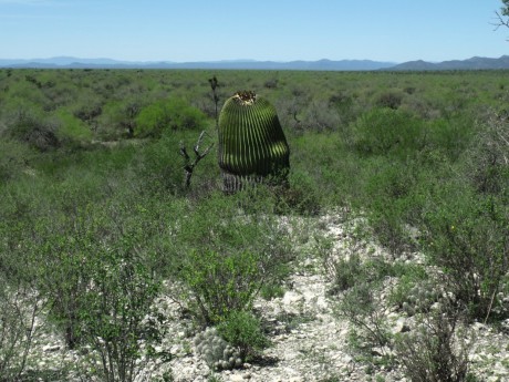 DSCF6021 Echinocactus ingens, Las Tablas, SLP