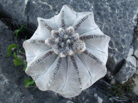 DSCF6031 Astrophytum myriostigma, Las Tablas, SLP, PT 522