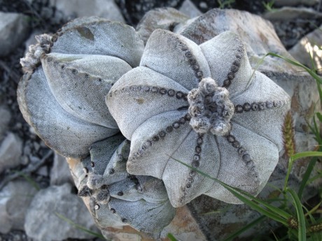 DSCF6038 Astrophytum myriostigma, Las Tablas, SLP, PT 522