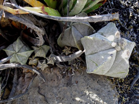 DSCF6093 PT 45 A. myriostigma, Las Palomas, semenáčky