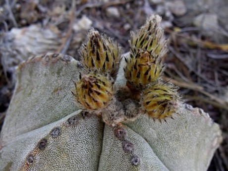 DSCF6095 PT 45 A. myriostigma, Las Palomas, temeno