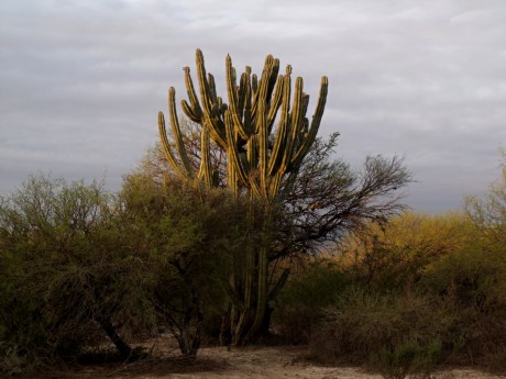 DSCF6130 Cereus sp