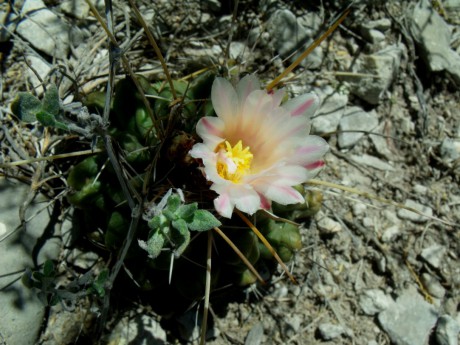 DSCF6303 PT 246 Thelocactus tulensis květ