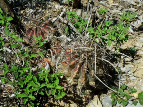 DSCF6615 PT 49 H. sinuatus papyracanthus