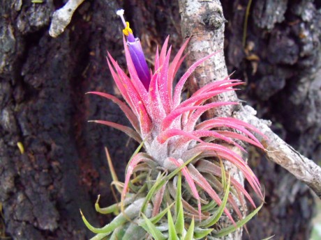 DSCF6658 Tillandsia ionantha