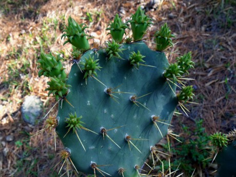 DSCF6906 Opuntia sp.