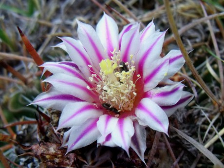 DSCF7226 PT 257 Stenocactus erectocentrus, San Pedro Sotolar